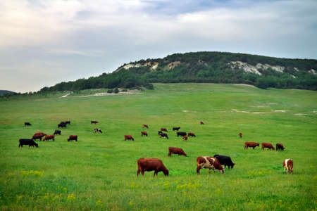 Cows on green meadow. Nature compositionの写真素材