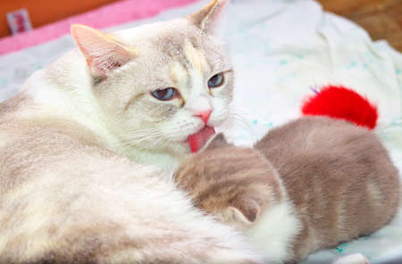 Adorable small kitten with mother catの写真素材