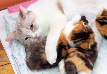 Adorable small kittens with mother cat. kittens suckling at mother cats nipples. Scottish catsの写真素材