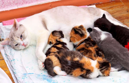 Adorable small kittens with mother cat. の写真素材