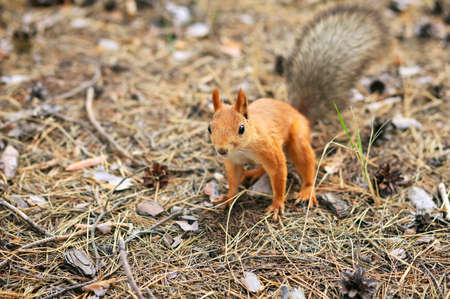Orange squirrel in autumn parkの写真素材