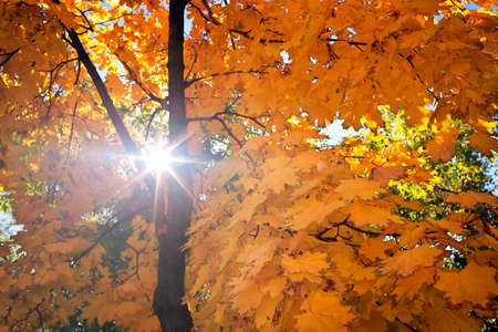 Abstract foliage , beautiful tree branch in autumnal forest, bright warm sun light, orange dry maple leaves, autumn seasonの写真素材