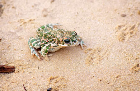 Toad Sits on a sand and Waitsの写真素材