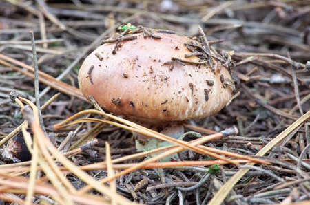 One mushroom growing in autumn forestの写真素材