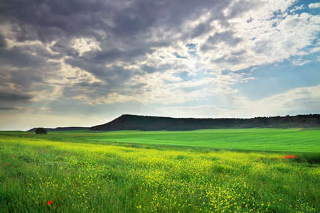 Beautiful landscape with flowers, plants and mountain.の写真素材
