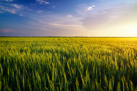 Field during sunsetの写真素材