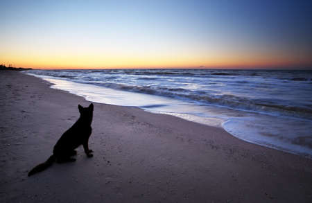 Dog on the beach watching the sunrise. Landscape with a dog, the sea and the sunrise.の写真素材