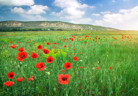 Beautiful Landscape. Field with red poppies.の写真素材
