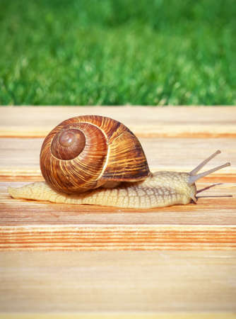 Big snail crawling on wooden table. Macro foto.の写真素材