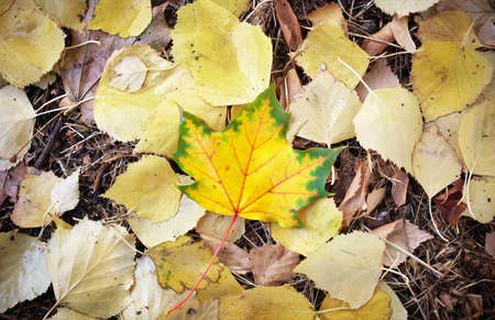 Autumn leaves on the ground and one beautiful maple leaf in the center. Outdoor.