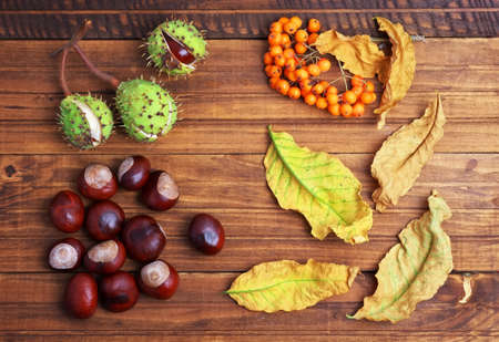Autumn leaves, chestnuts and rowanberry on wooden background. Autumn plants on wooden background.の写真素材