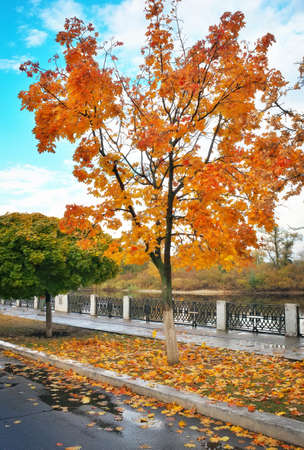Colorful maple trees in the autumn park. Colorful autumn