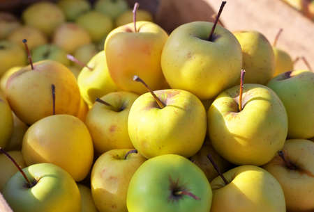 Yellow juicy fresh apples background. Golden Delicious Apples on the counter marketの写真素材