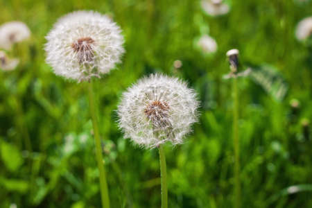 Seeds of dandelion.の写真素材