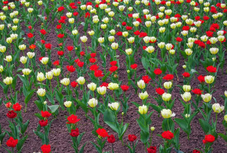 Colorful tulips flowers in springtime. Tulips field Backgroundの写真素材
