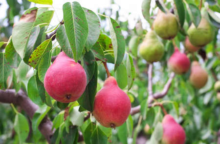 Plenty of pears growing on a pear treeの写真素材
