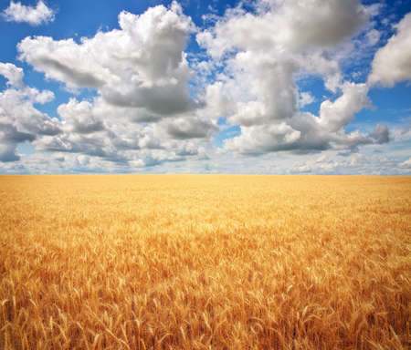 Meadow of wheat. Composition of nature