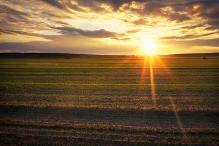 Agricultural green field during sunset.の写真素材