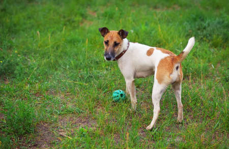 Fox terrier dog with a ball on green gladeの写真素材