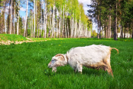 The white goat eats green grass.の写真素材