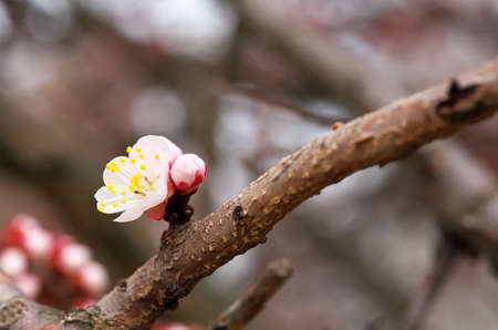 Apricot tree blossom flower on blue sky. Spring flowering apricot