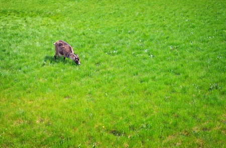 The white goat eats a green grass. White goats feeding on the farmの写真素材