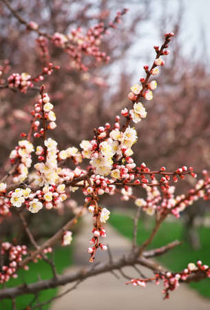 Apricot tree blossom flower. Spring flowering apricotの写真素材