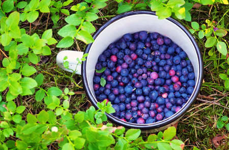 Blueberries in the cup.
