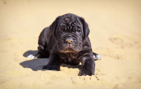 Beautiful young puppy italian mastiff cane corso sits on the sand in sunny day.の写真素材