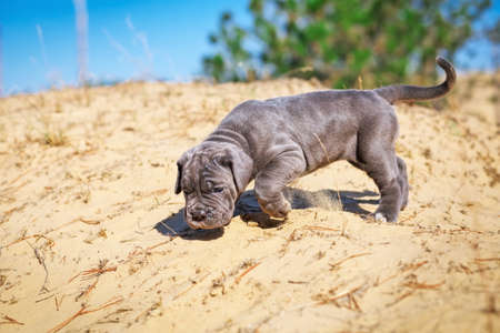 Beautiful young puppy italian mastiff cane corso (1 month) moves on the sand.の写真素材