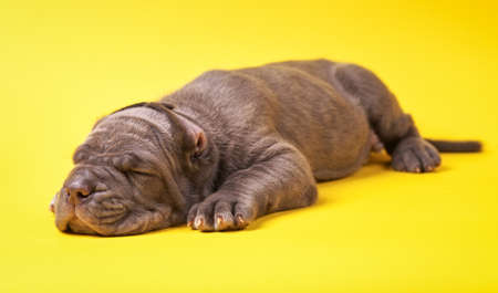 Young puppy italian mastiff cane corso lying on yellow backgroundの写真素材