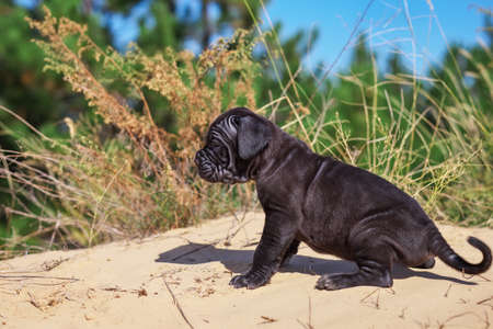 Beautiful young puppy italian mastiff cane corso on the sand with dry grassの写真素材