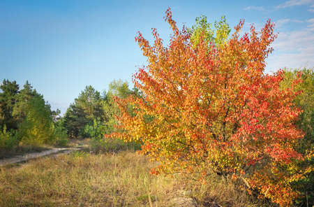Autumn forest and trees with red and yellow leavesの写真素材