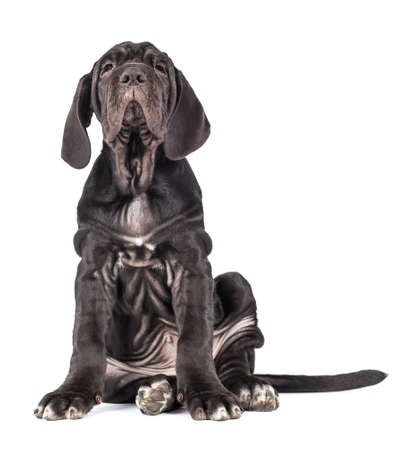 Beautiful young black puppy italian mastiff cane corso (3 month) on white backgroundの写真素材