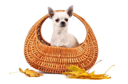 Small chihuahua dog in wicker basket and yellow autumn leaves on white background.の写真素材