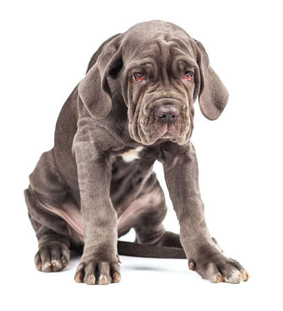 Young puppy italian mastiff cane corso on white backgroundの写真素材