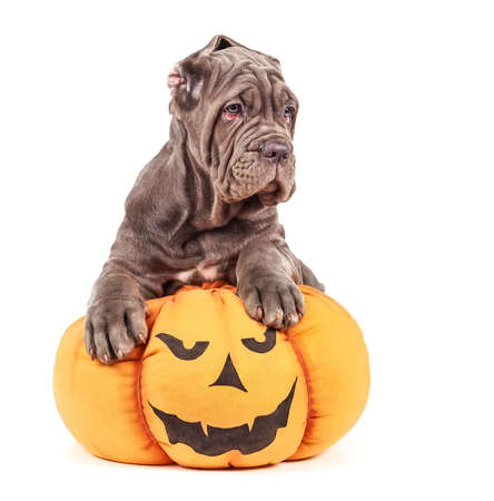 Italian mastiff cane corso with toy pumpkin to Halloween on white backgroundの写真素材