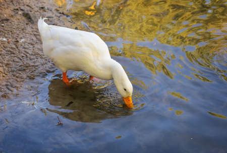 Portrait of a duck, drinking water at the coastの写真素材
