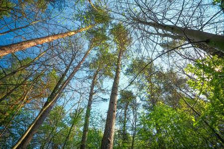 Into the forest. Composition of natureの写真素材