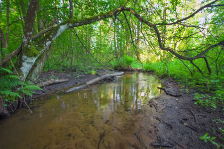 Beautiful landscape with a river in the forest. Fallen branches of trees in the river.の写真素材