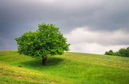 Tree on the field and cloudy sky. Beautiful summer landscapeの写真素材