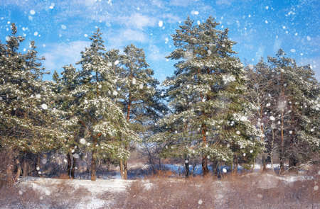 Spruces covered with hoarfrost and snow. Winter forest in snow