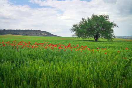 Lonely tree, poppies on the field and mountain.の写真素材