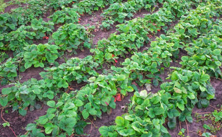 The image of green bushes of a strawberry. の写真素材