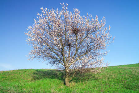 Tree on green field and blue sky