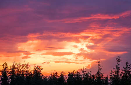 Beautiful colorful sky during sunset or sunrise and top of the trees.の写真素材