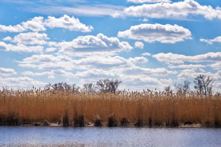 Reeds on the shore of the lake and blue cloudy sky. Spring sunny dayの写真素材