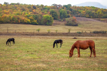 Horses graze near the mountain in the pasture in the autumn.の写真素材