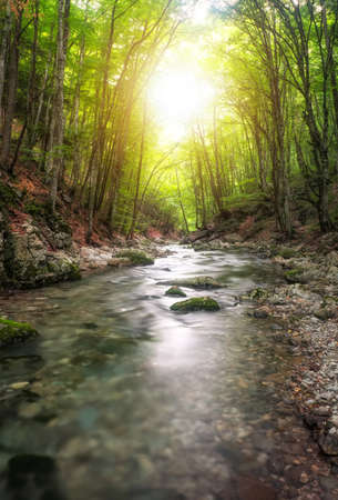 River in mountain forest. Composition of natureの写真素材