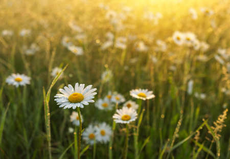 Beautiful camomiles in the field during sunset